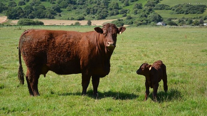 fiches_vache_allaitante