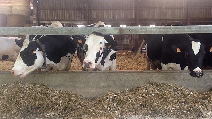 fiches_Vaches_a_lauge