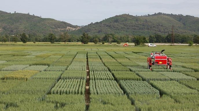 La culture du blé dur: Besoins et contraintes