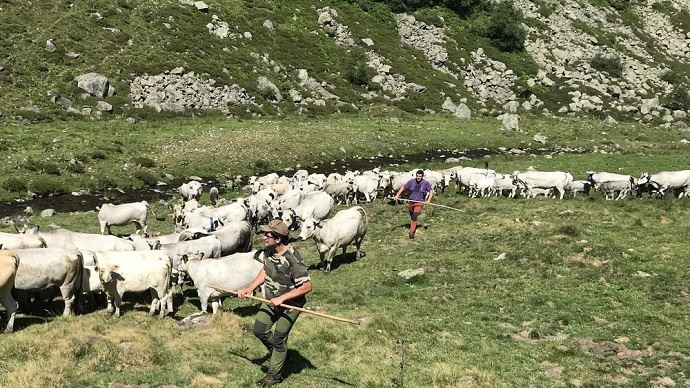 fiches_transhumance-1