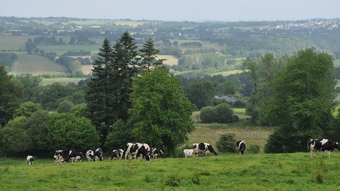 fiches_Vaches_laitieres