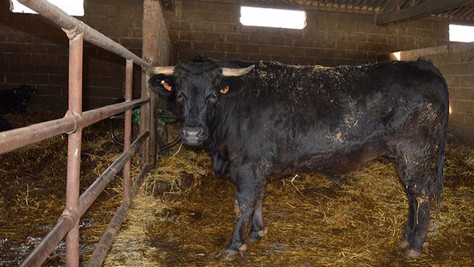 Reportage Du boeuf Wagyu made in Bretagne Élevages bovins lait et