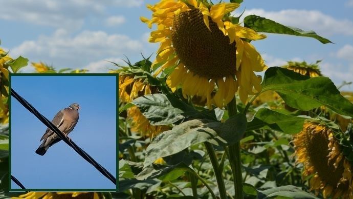 fiches_Tournesol_et_pigeon