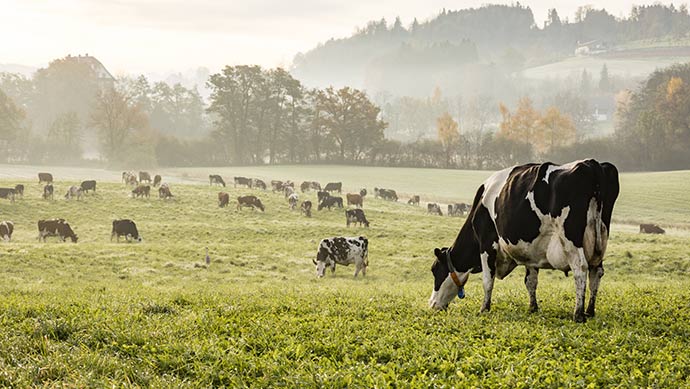 vaches-dans-un-pre-agri-mutuel-690x389