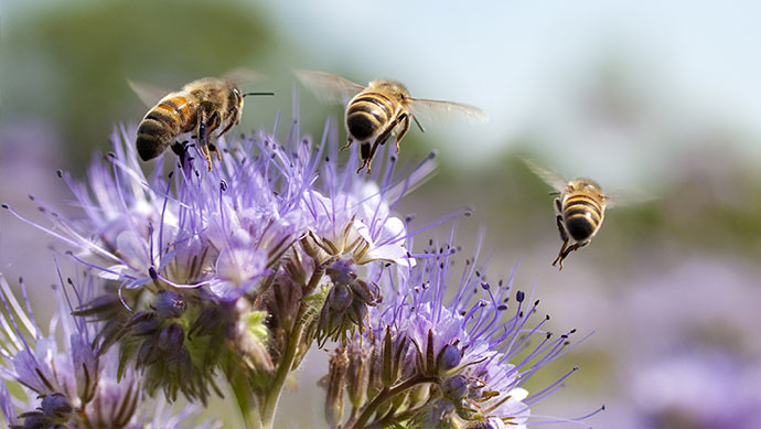 abeilles-protection-agri-mutuel-690x389