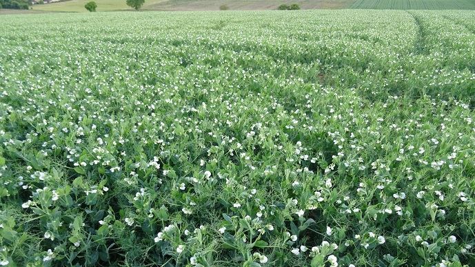 fiches_Plaine__champ_de_pois_en_fleur_-_Credit_photo__bubu1664