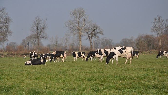 fiches_Prim_Holstein