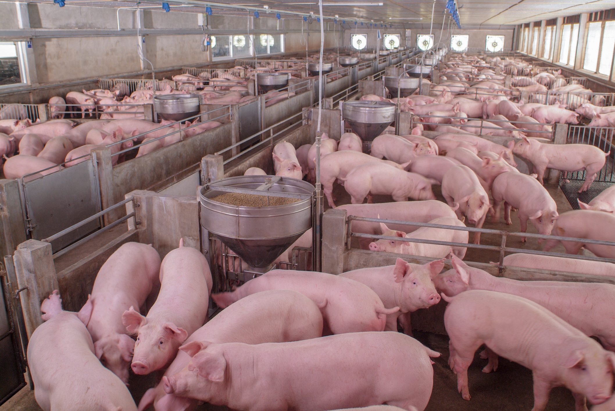 Curious pigs in Pig Breeding farm in swine business in tidy and clean indoor housing farm with pig mother feeding piglet