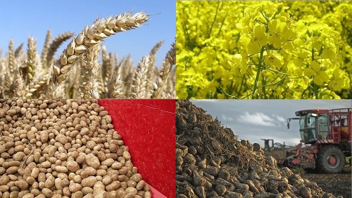 fiches_bilan-agreste-production-2018-cereales-oleoproteagineux-pommes-de-terre-betteraves