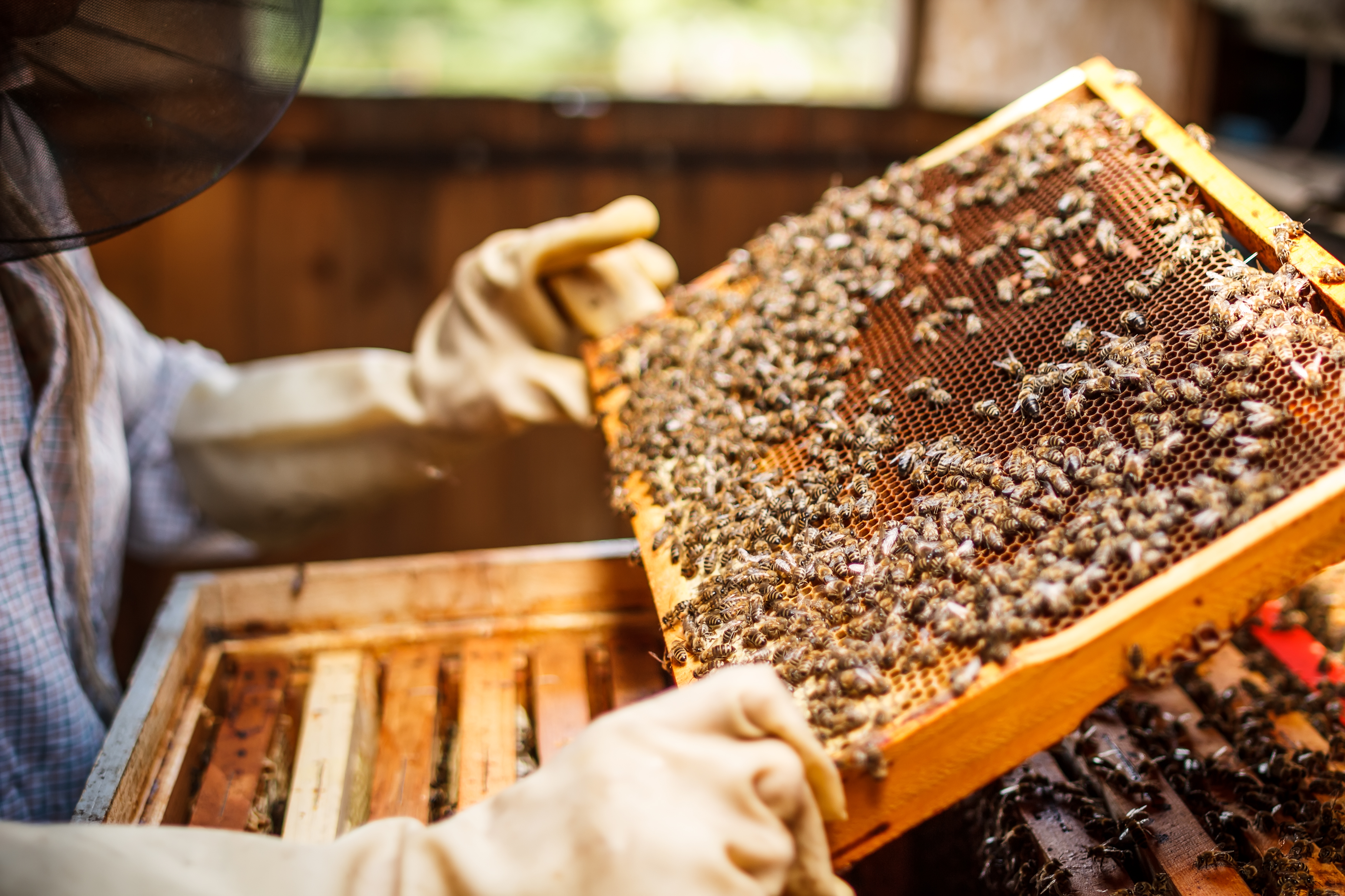 Beekeeper lifting a tray out of a beehive