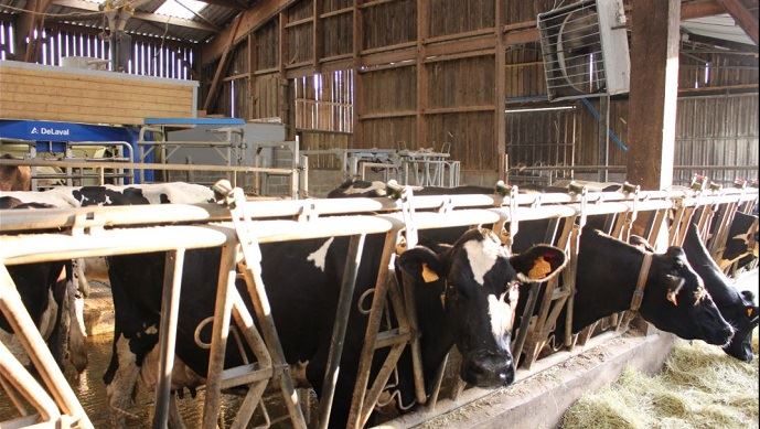 fiches_Ventilateur-vaches-laitieres