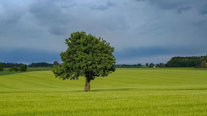 fiches_champ-arbre-ciel