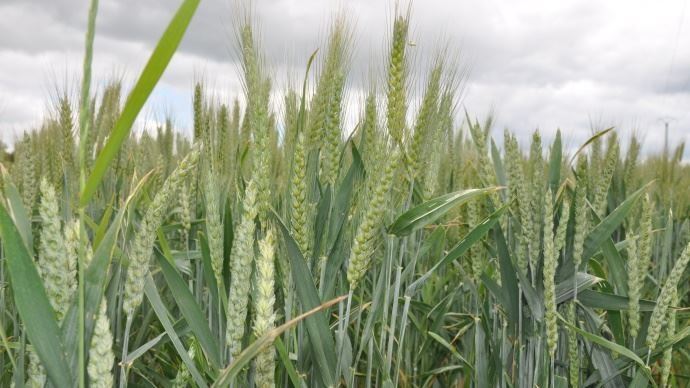 fiches_les-prix-des-cereales-en-hausse-font-monter-les-prix-agricoles-a-la-production-agreste-juin-2019_2