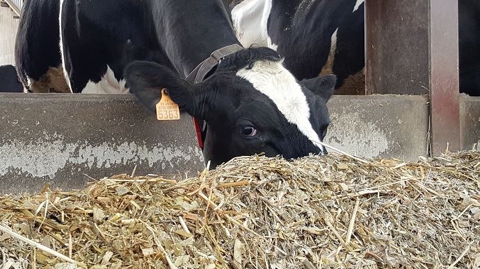 fiches_ration-vaches-laitieres