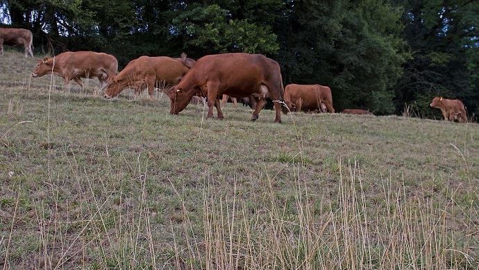 fiches_vaches-secheresse