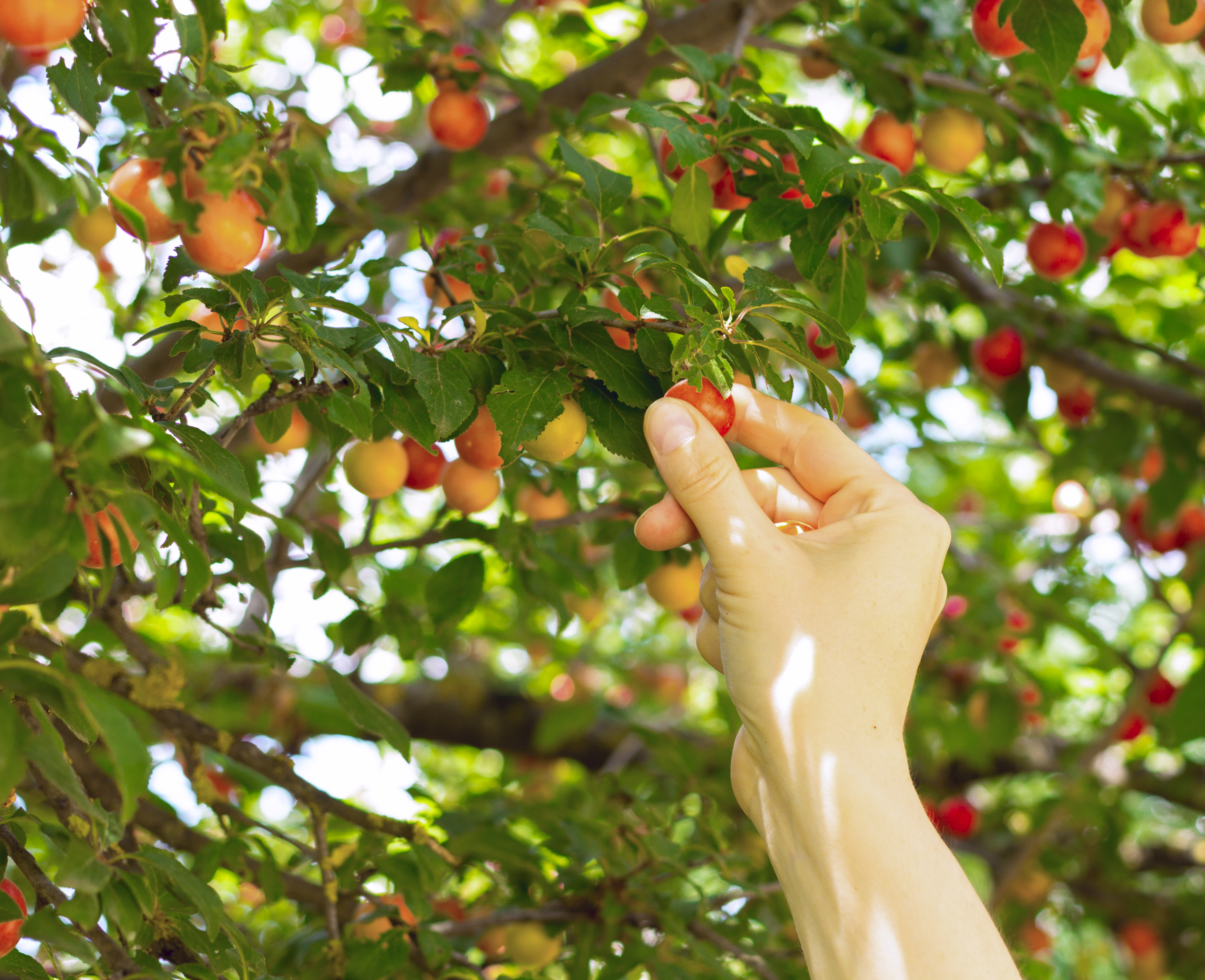 person picking red mirabelle fruit