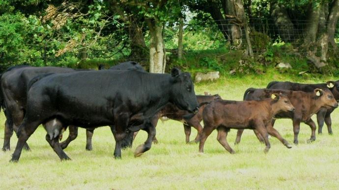 fiches_Viande-bovine