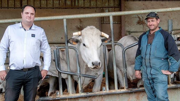 fiches_boeufs-gasconne-viande-du-sud-toulousain