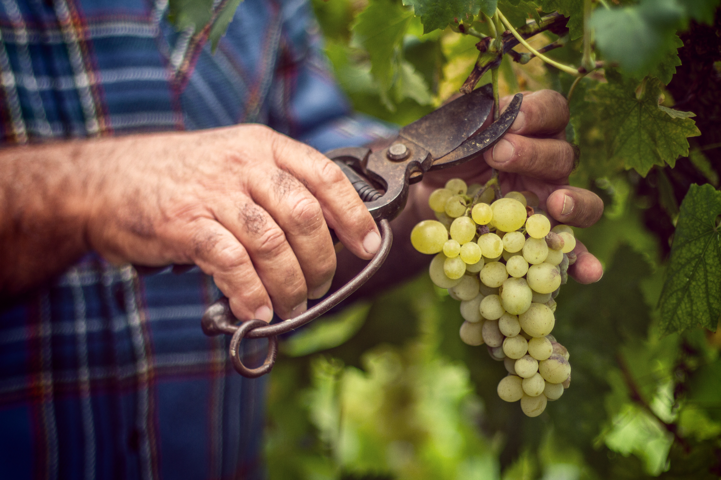 Grapes Harvesting and Picking Up