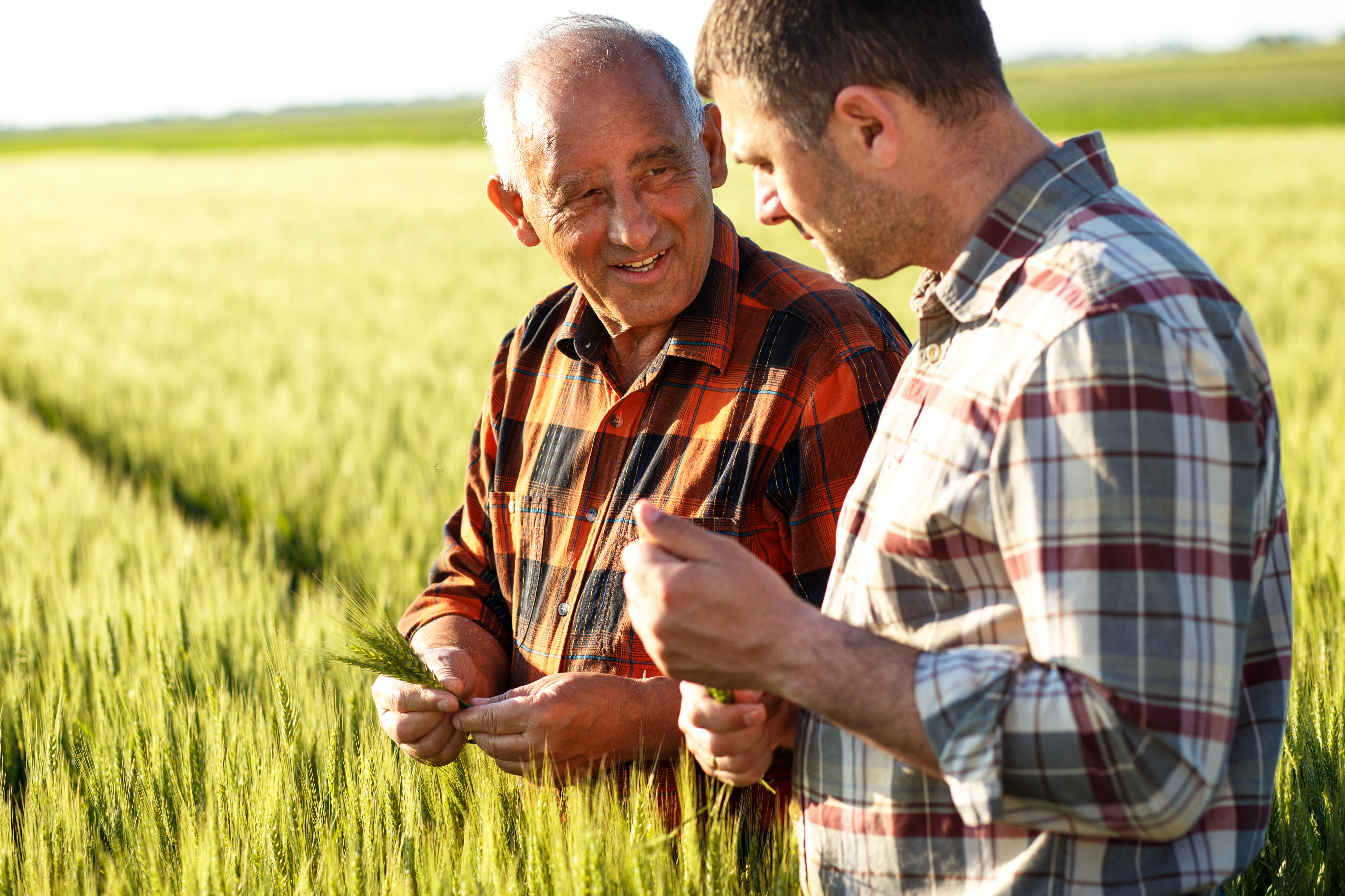 Senior farmer in a field examining crop