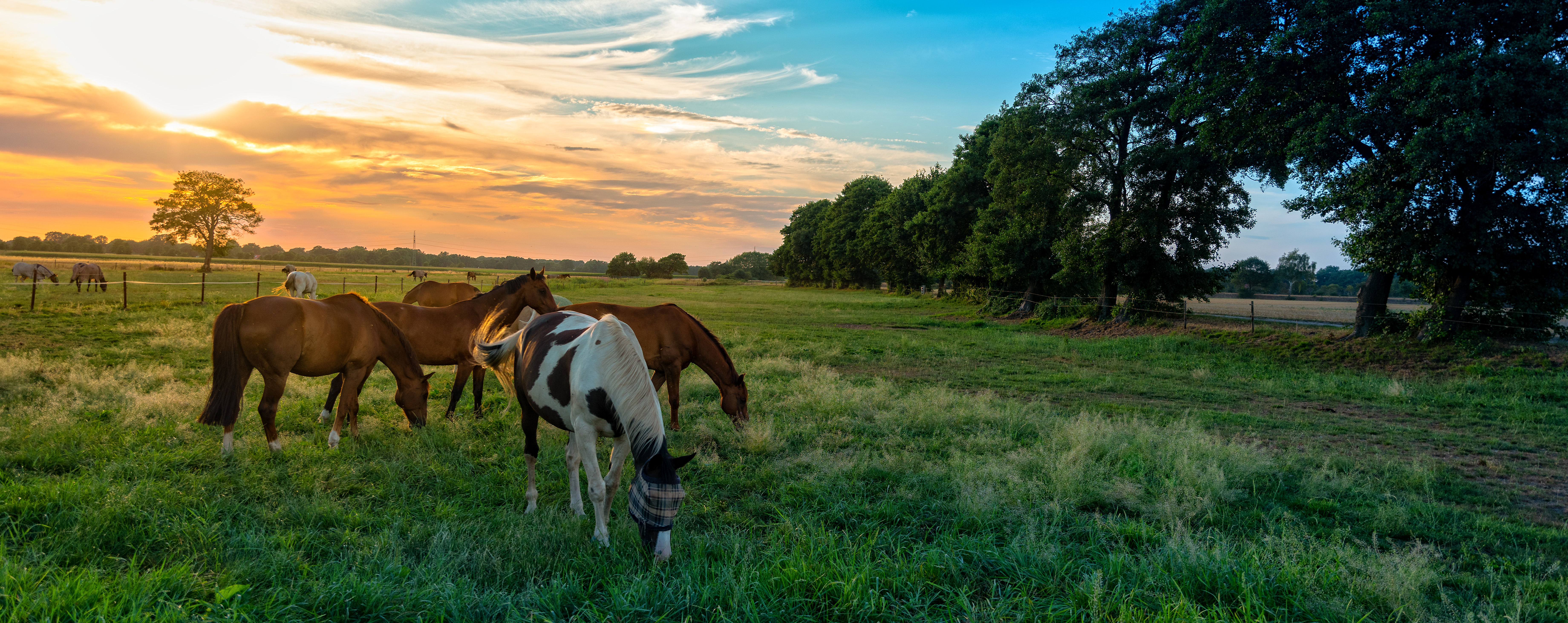 grazing horses in autumn on a horse pasture