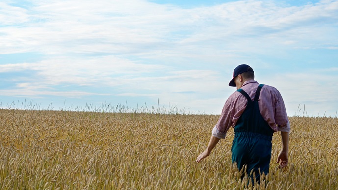 Farmer inspecting wheat field