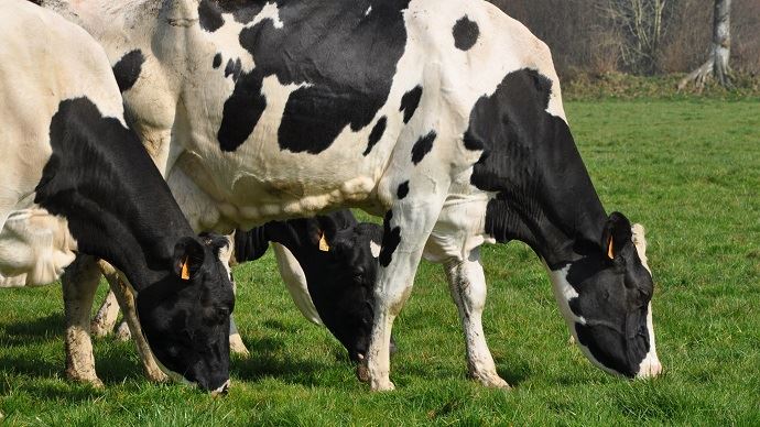 fiches_alimentation-des-vaches-laitieres-pneus-ensilage