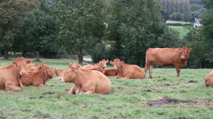 fiches_production-bovine-au-royaume-uni