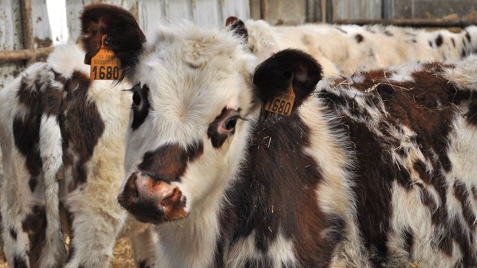 fiches_veau-boucherie-filiere