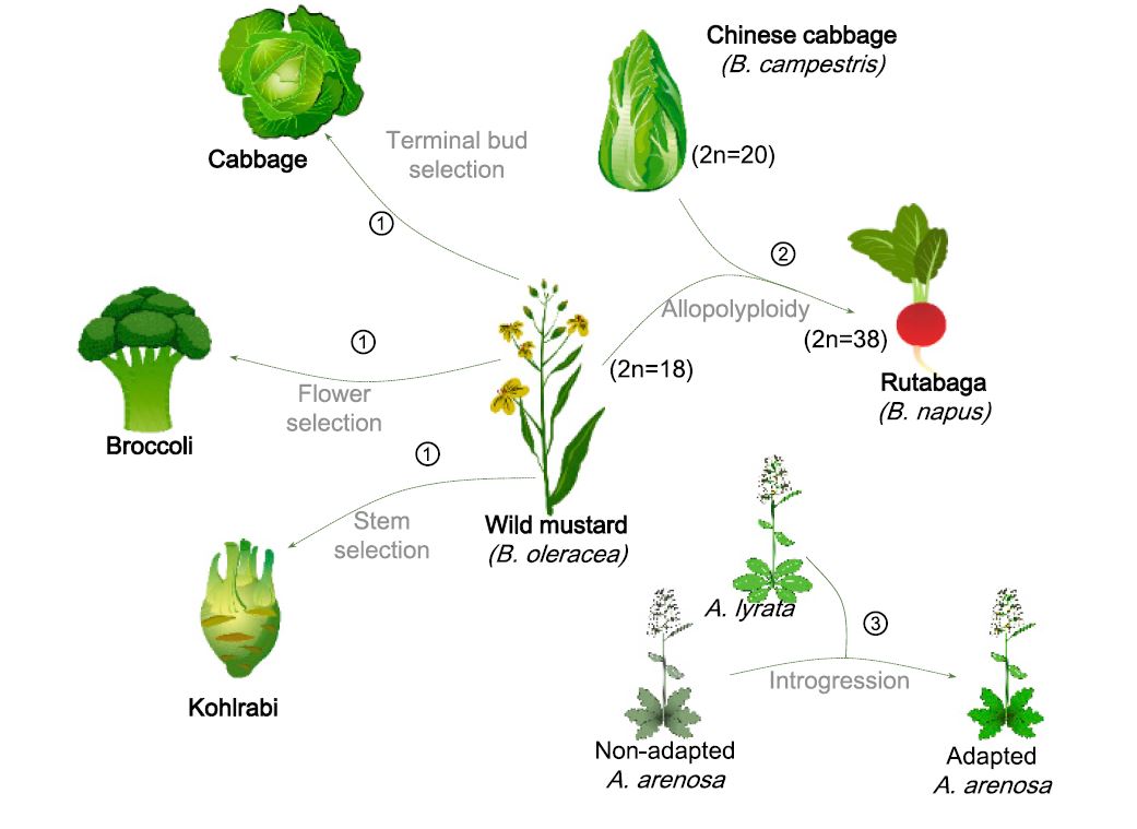 routesforcropspeciation