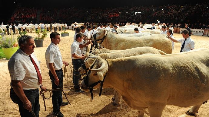 fiches_concours-bovins-viande-sommet-2019-1