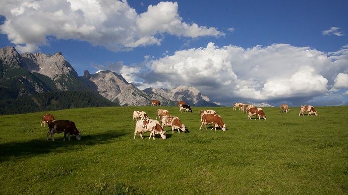 fiches_vaches_montagne