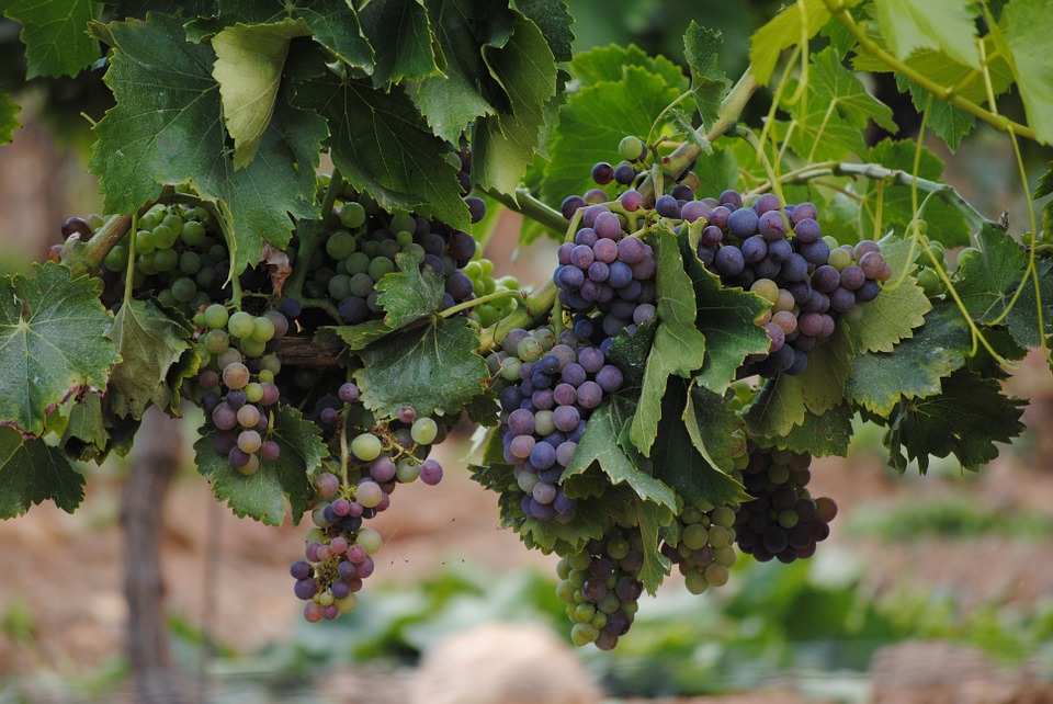 grapes-652697_960_720