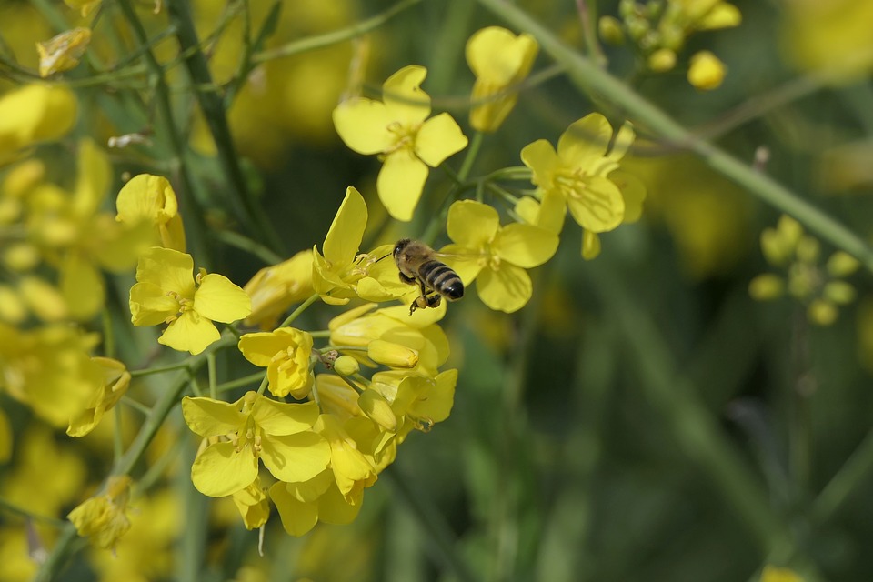 rape-blossoms-4195270_960_720