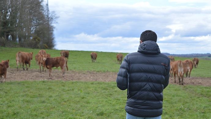 fiches_Agriculteur_eleveur_Limousine_Bretagne_vache_-_Credit_photo__HBonneau_Terra