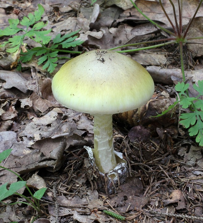 mushroom-1063290_960_720