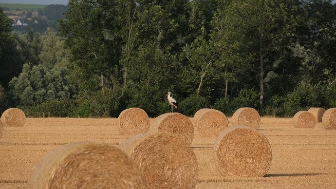 fiches_Cigogne_sur_ballot_de_paille_biodiversite_moisson_oiseau_-_Credit_photo___rv59268