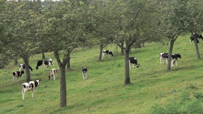 Gérer le pâturage dans le pré-verger