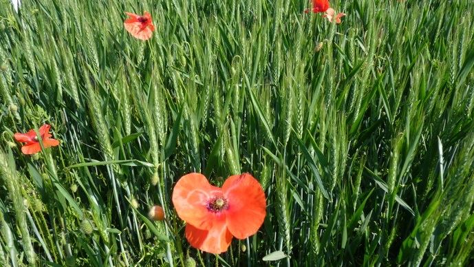 fiches_Coquelicot_dans_ble