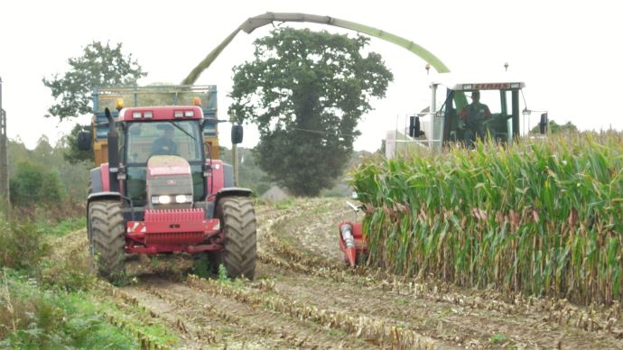 fiches_Ensilage_mais_recolte_alimentation_elevage_-_Credit_photo___A._Mercier1