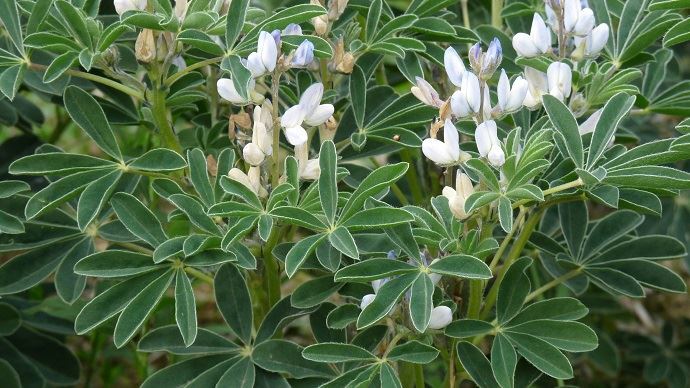 fiches_Lupin_blanc
