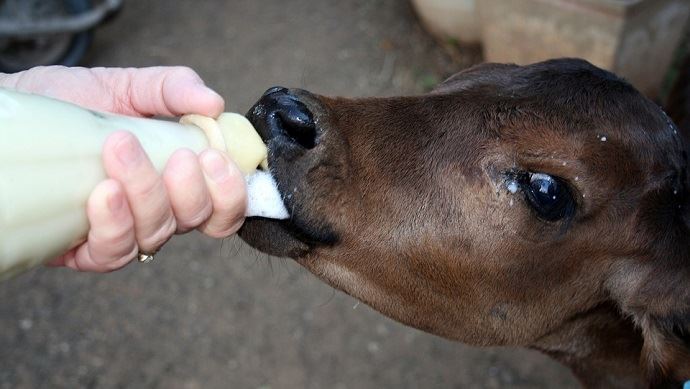 fiches_veau_colostrum