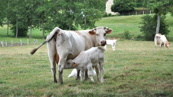 fiches_veau-allaitant-charolais