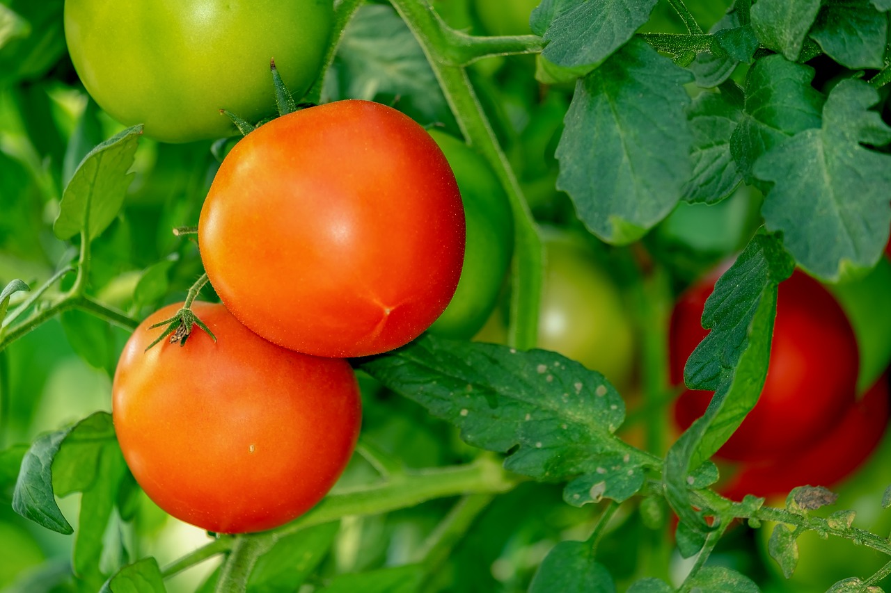 tomatoes-3702925_1280