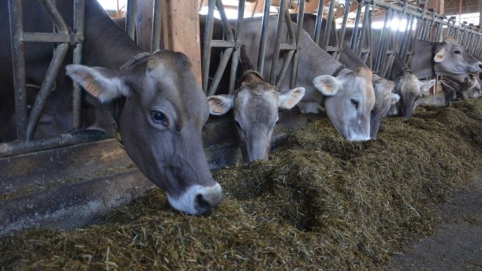 fiches_vaches-laitieres-alimentation