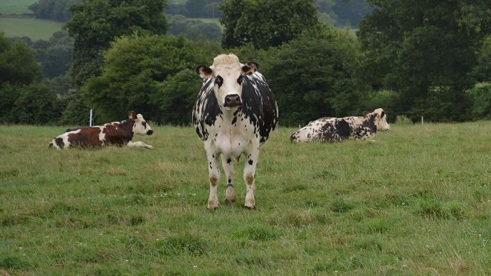 fiches_vaches-laitieres-reforme