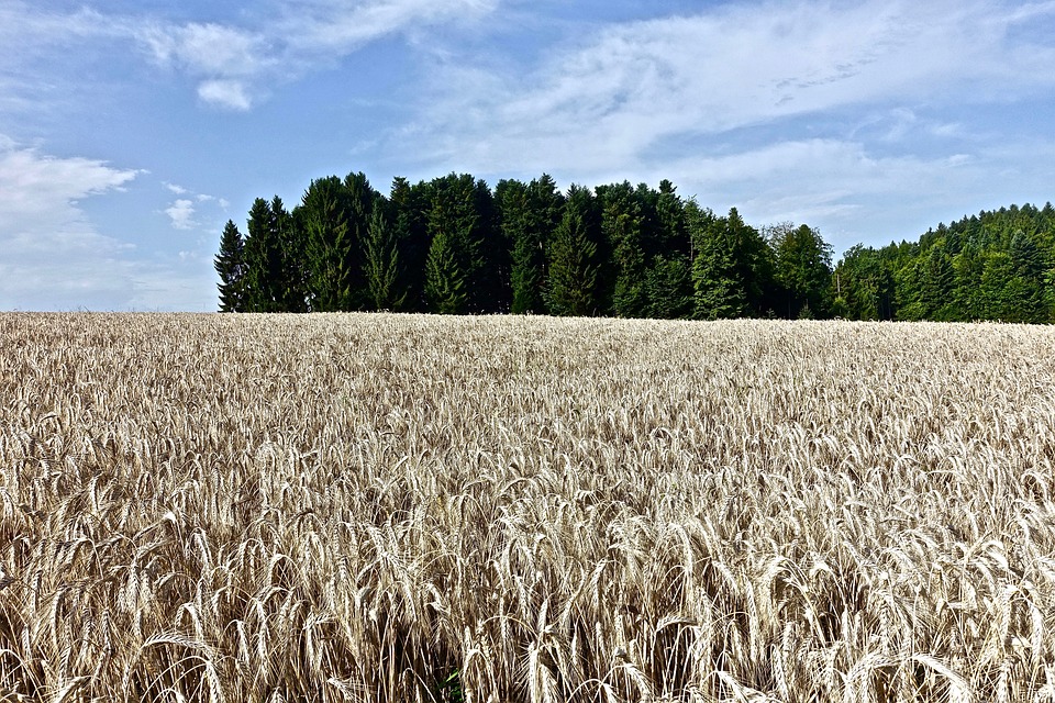 wheat-3420585_960_720