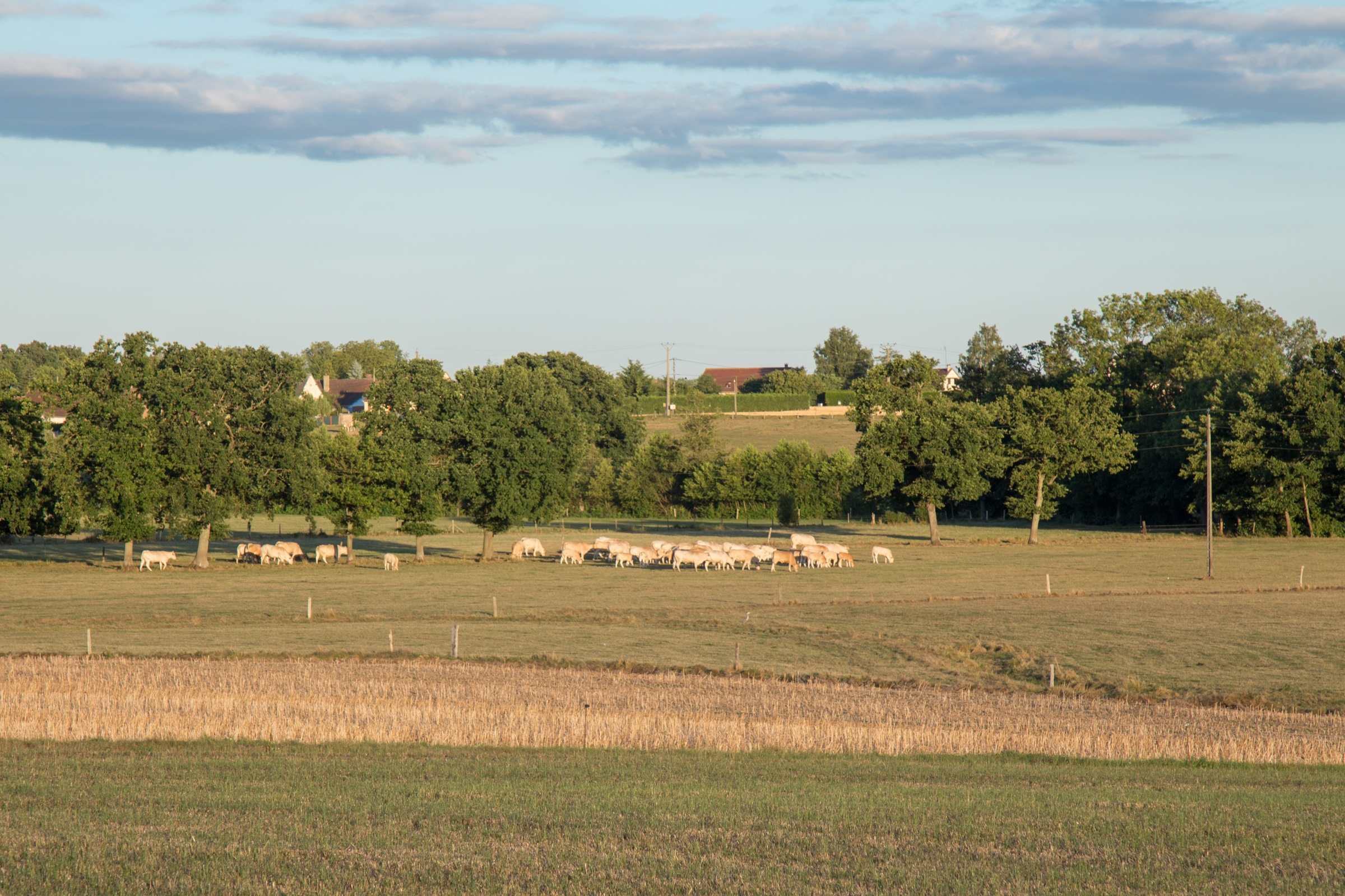 Elevage vaches bovins troupeau bocage, Normandie, Eure - Crédit photo _ Nadège PETIT @agri_zoom