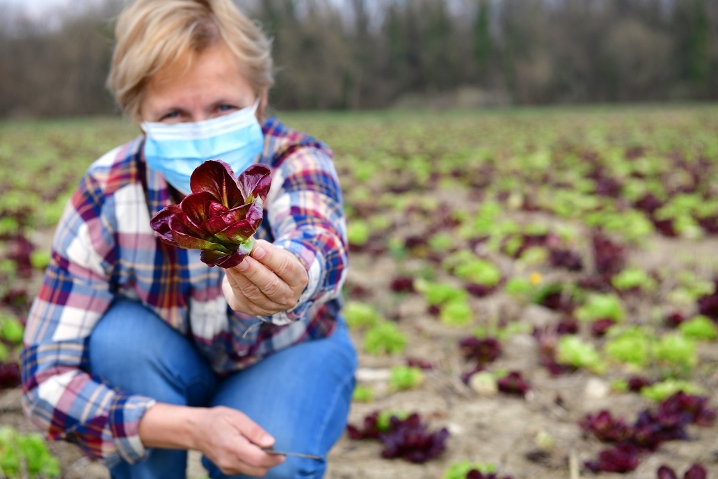 Senior Woman Harvesting Red and Green Radicchio in the Times of  Coronavirus Crisis