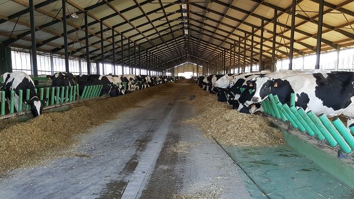 fiches_1000_vaches